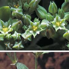 Image result for Polycarpon tetraphyllum