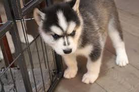 They'll grow into tireless working dogs. Husky Puppies For Sale 100 Off 77 Www Usushimd Com