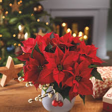 Красивая картинка с рождеством христовым! Poinsettia Care Tips 13 Golden Rules For A Poinsettia Plant