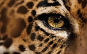 Jaguar Wallpaper 8150 Jaguar Animal Hd Wallpapers Jaguar Animal Pictures Cool Wallpapers Fondo De Pantalla De Leopardo Fotos De Animales Salvajes Animales