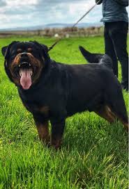 Uretim Ciftliginden Satilik Rottweiler Yavrulari Safkan Rottweiler Yavrusu Macar Rottweiler Yavrusu King Rottweiler Yavrulari Safkan Rottweiler Yavrusu Afyon Rottweiler Afyonrot Satilik Kope Rottweiler Uretim Ciftligi