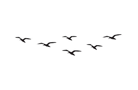 نتیجه جستجوی لغت [flock] در گوگل