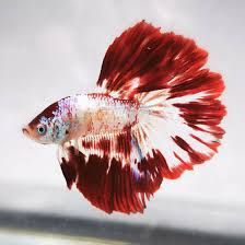 Namun, pada seseorang yang sudah lama mendalami hobi ini, ikan jenis ini tidak pernah dipilih karena dapat menjadi sangat besar. Memesona 8 Jenis Ikan Air Tawar Kecil Untuk Akuarium Anda