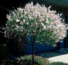 11 living fences that look better than chain link. Best Shrubs For Calgary Chinook Landscaping Calgary
