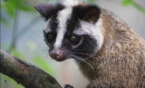 Cara merawat musang yang selanjutnya adalah memilih musang yang masih berusia 2 sampai 3 bulan. 7 Jenis Musang Yang Paling Terkenal Di Indonesia Sewa Baliho Pekanbaru Dan Billboard Pekanbaru