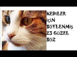 Kediler Dogustan Bilgedir Kedilere Dair Sozler Youtube