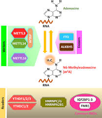 All about body chain clothing. Frontiers Epitranscriptomic N6 Methyladenosine Modification Of Viral Rna And Virus Host Interactions Cellular And Infection Microbiology