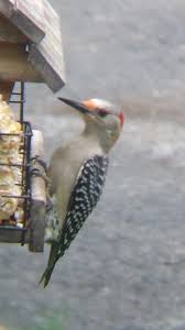 Birds Of Upstate Ny Red Bellied Woodpecker Female May 2014 Gansevoort Ny Backyard Birds Woodpecker Glens Falls