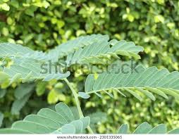 Image result for Sesbania sericea