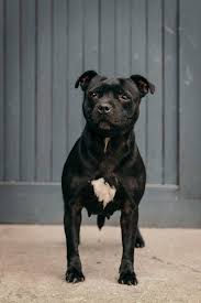 Image result for bulteriér