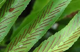 Image result for Asplenium smedsii