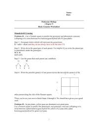 Chapter 10 dihybrid cross worksheet answer key | mychaume.com dihybrid punnett square solutions 1. Dihybrid Crosses Practice Problems Answer Key Dobby