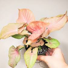 Image result for Synsepalum revolutum