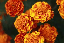 The same flower grown in different locations can. 5 Edible Flowers You Can Grow In Your Apartment Rent Com Blog