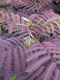 It is not legal to vegetatively propagate 'summer chocolate'. Albizia Julibrissin Summer Chocolate Seidenakazie Schlafbaum Schirmkrone