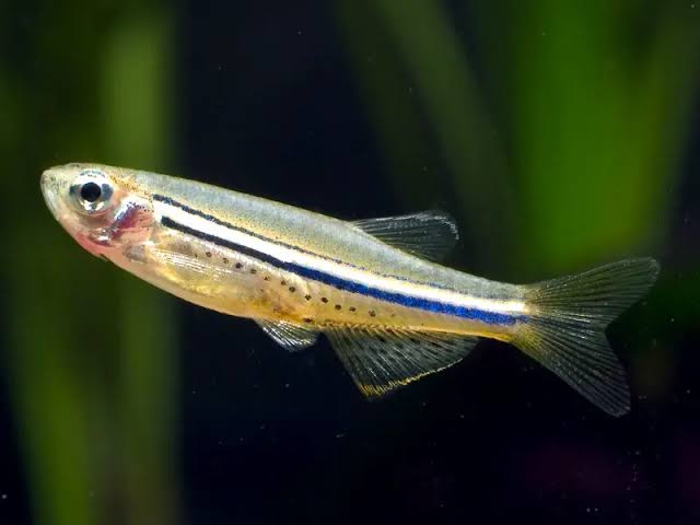 Brachydanio nigrofasciata – Dwarf Spotted 'Danio' (Brachydanio nigrofasciatus, Danio nigrofasciatus) — Seriously Fish