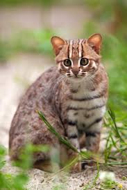 Introducing The World S Smallest Cat The Rusty Spotted Cat Certapet