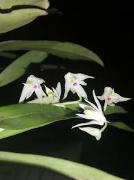 Image result for Polystachya fallax