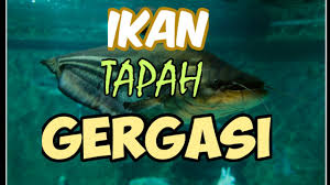 Spesies yang dikenali dengan nama umum striped wallago catfish, helicopter catfish atau tapah catfish ini ikan natif asia tenggara. Ikan Gergasi Terbesar Di Sarawak Setakat Ini Ikan Tapah Wallagonialeerii The Monsterfish Youtube