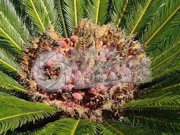 Image result for Cycas