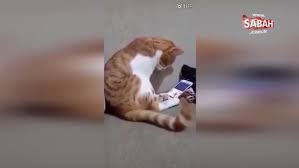 Olen Sahibini Cep Telefonunda Goren Kedi Bakin Ne Yapti Videosunu Izle Son Dakika Haberleri