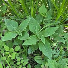 Image result for Persicaria barbata