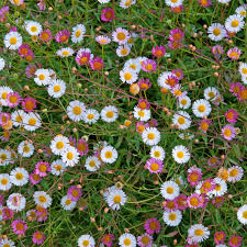 Image result for Erigeron schimperi