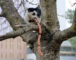 Boredpanda Komik Hayvanlar Cok Sirin Hayvanlar Komik Hayvan Fotograflari