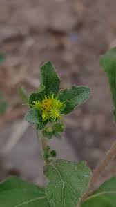 Image result for Acanthospermum hispidum