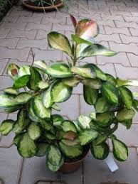 We did not find results for: Hoya Australis Lisa Hoya Plants House Plants Hoya Plant