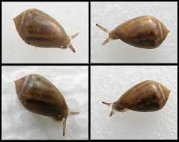 Image result for Pycreus melas