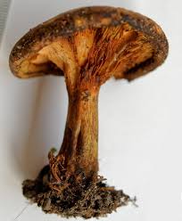 Image result for Clutia paxii