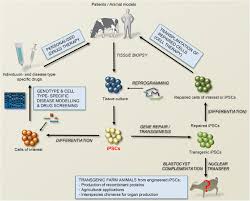 Examples of cells used to culture are fibroblast, lymphocytes. Cellular Reprogramming In Farm Animals An Overview Of Ipsc Generation In The Mammalian Farm Animal Species Journal Of Animal Science And Biotechnology Full Text