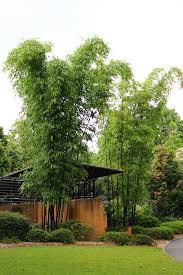Black Bamboo Plants For Sale Ireland Bambusa Lako Timor Black Bamboo Bamboo Landscape Bamboo Plants Asian Garden
