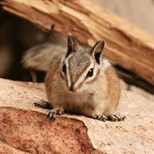 How to prevent chipmunks from getting into your home. How To Get Rid Of Chipmunks Updated For 2021