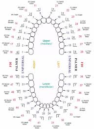 38 printable baby teeth charts timelines template lab