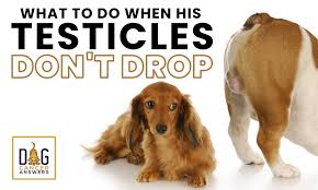 Most dogs with testicular tumors do not have any obvious clinical signs. How To Check For Testicular Cancer In Dogs