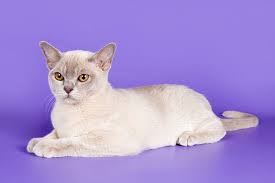 Breeder of traditional burmese cats 10 miles outside dc. Burmese Cat Price Cost Range Burmese Kittens For Sale Price List