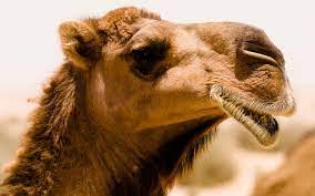 Given that an increasing feral camel population has, and will, lead to increasing impacts, in the second part looking to the future, what are the prospects for the camel in australia? Feral Camels Copy1 By Lotfy81 On Emaze