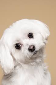 Cute White Puppy Posing In Studio Maltese Dog Maltese Puppy Maltese Dogs Maltese