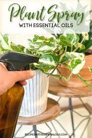 Natural Plant Spray For Indoor Outdoor Plants Essential Oil Plants Essential Oil Plant Spray Essential Oils For Plants