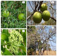 Image result for Strychnos cocculoides