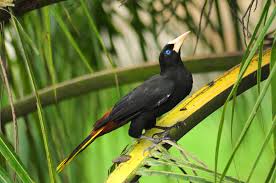 Image result for Dolichos pseudocajanus