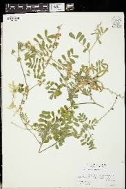 Image result for Tephrosia aequilata