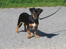 Sie wünschen sich tolle menschen als rudelführer mit denen sie ihr weiteres hundeleben eine enge wohnung ist definitiv nicht das richtige zuhause für einen herdenschutzhund und würde nur zu enormen problemen führen. Neues Zuhause Gesucht Alles Lausitz De