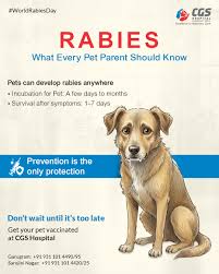 Image result for Rabies