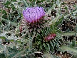 Image result for Carduus nyassanus