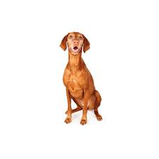 As much responsibility as it takes to care for a puppy, it's equally met with joy and happiness. Vizsla Puppies Houston Tx Petland Katy