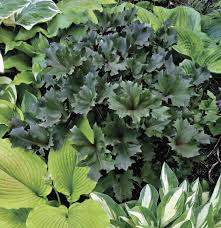 Image result for Lellingeria oosora