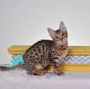 F1, F2, F3, F4, & F5 Savannah Cats for Sale by Kitten ...